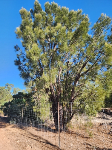 Allocasuarina fraseriana (Allocasuarina fraseriana)