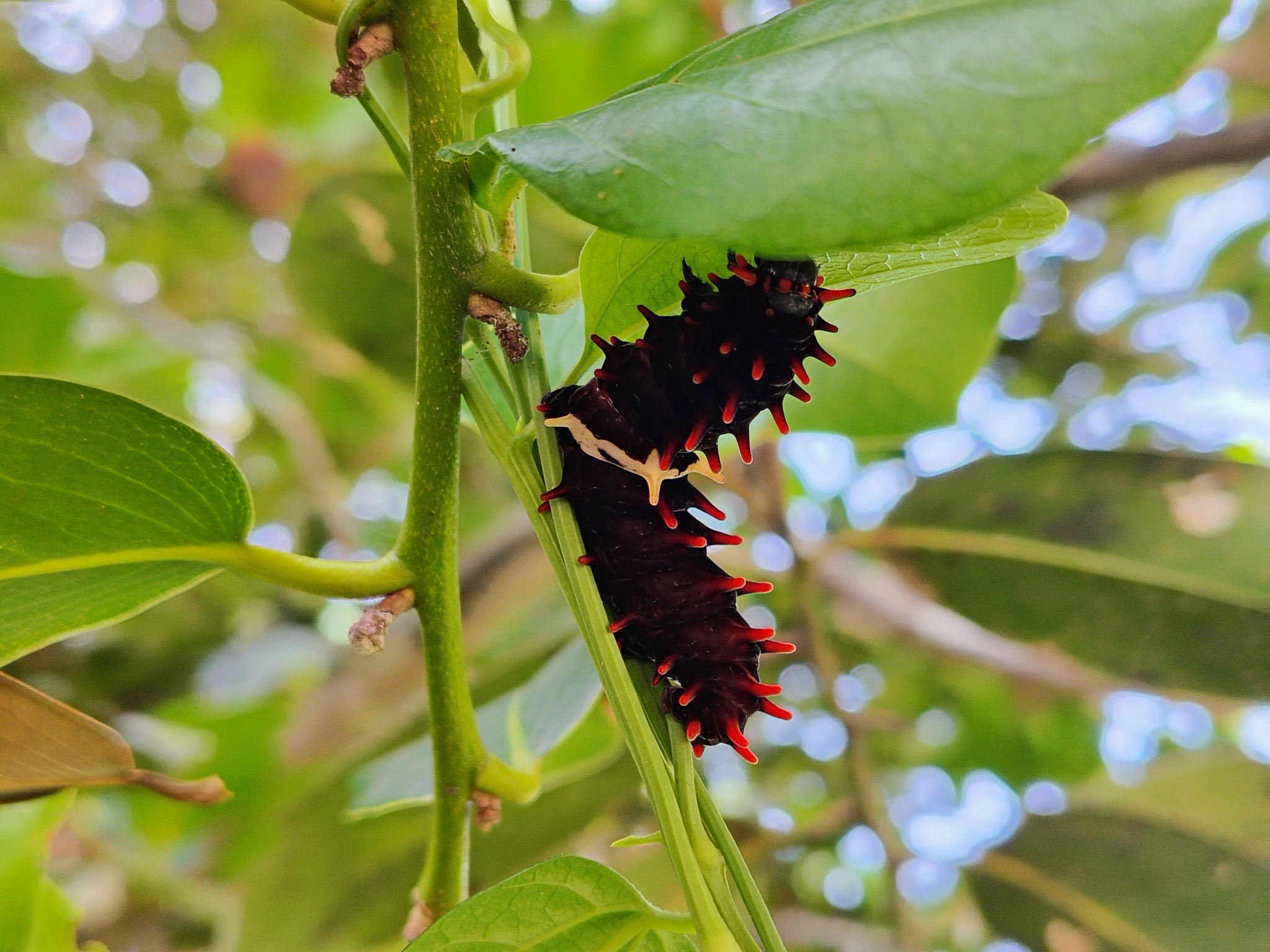 Common Rose