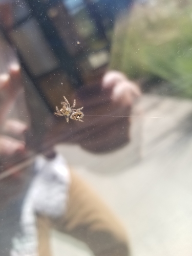 Bold Jumping Spider photographed in North Dakota