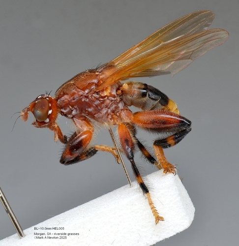 Tapeigaster argyrospila Bezzi, 1923