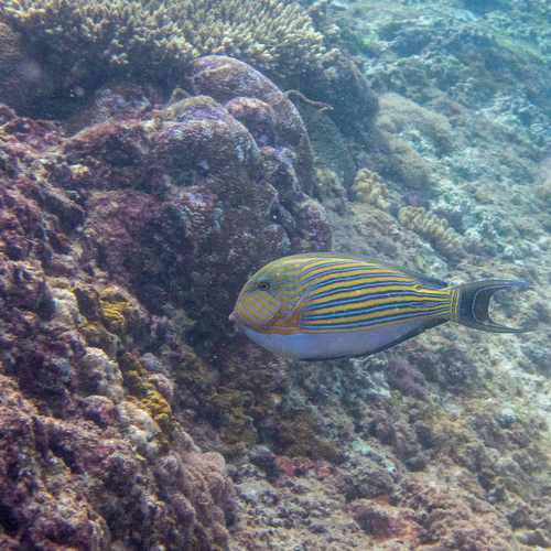 Acanthurus lineatus