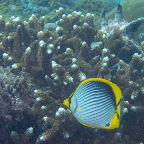 Chaetodon melannotus