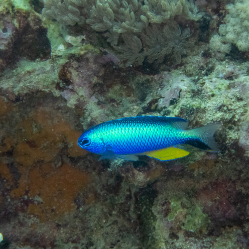 Andaman damsel (Pomacentrus alleni) — Pomacentridae — 4