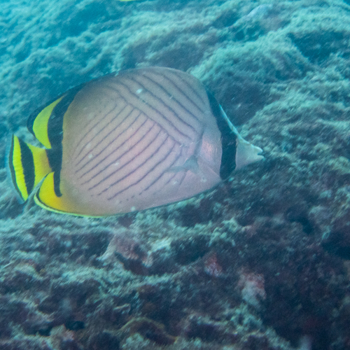 Chaetodon vagabundus