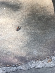 Dasymutilla texanella