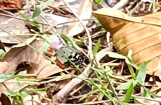 Red Pierrot