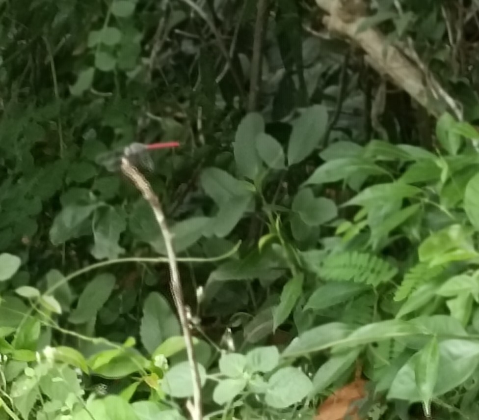Asiatic Bloodtail