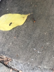 Dasymutilla texanella