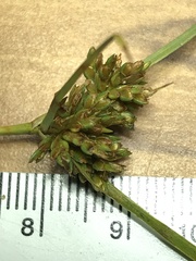 Cyperus houghtonii