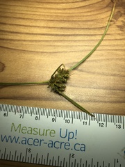 Cyperus houghtonii