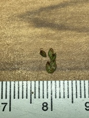 Cyperus houghtonii