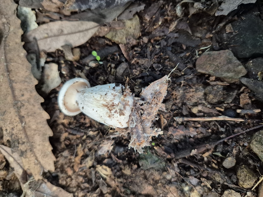 Clitocybe nebularis · April 2025 · photo: © rempson (iNaturalist, cc-by)