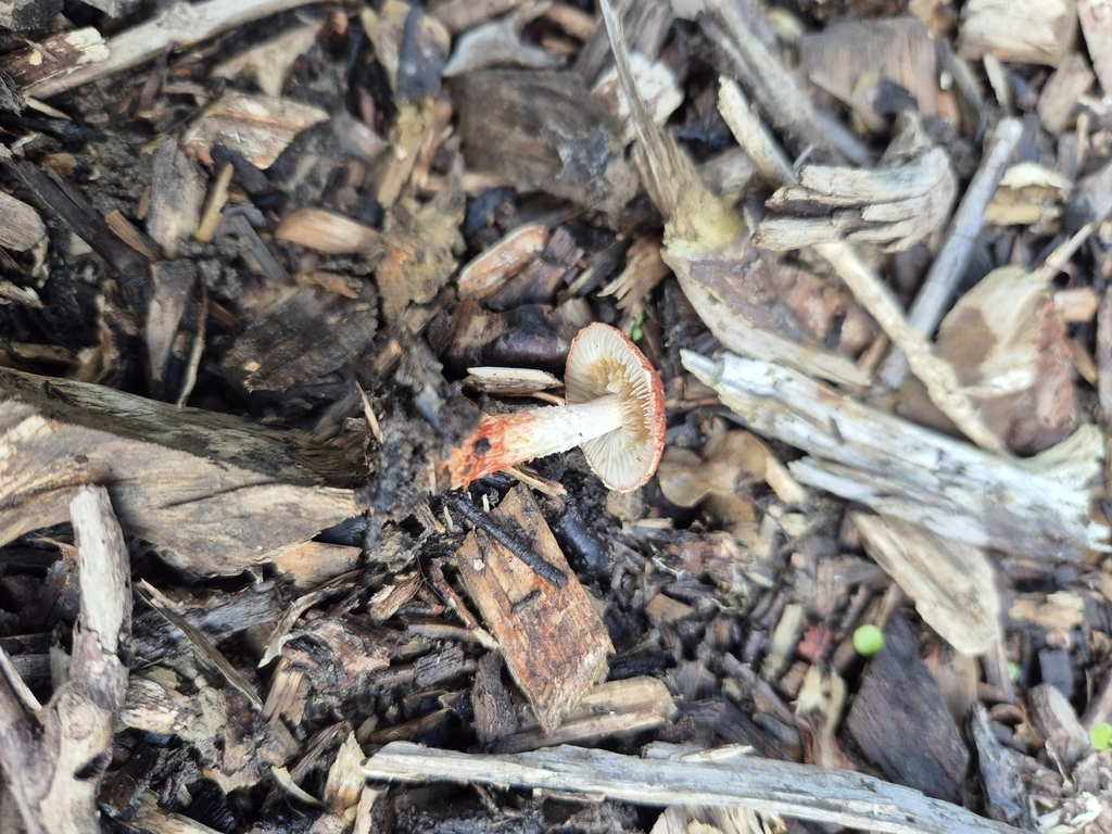 Leratiomyces ceres · April 2025 · photo: © rempson (iNaturalist, cc-by)