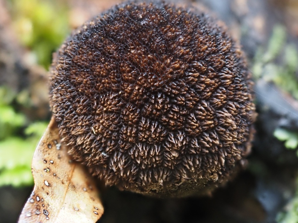 Lycoperdon compactum · May 2025 · photo: © petaimmaca68 (iNaturalist, cc0)