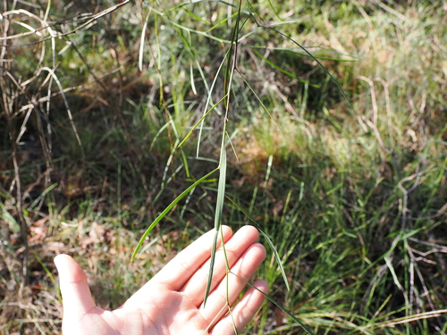 Image of Daviesia wyattiana by (c) Lucas Christofides, some rights reserved (CC BY)