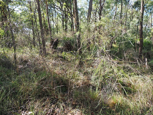 Image of Daviesia wyattiana by (c) Lucas Christofides, some rights reserved (CC BY)