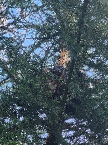 Coastal Carpet Python sighting