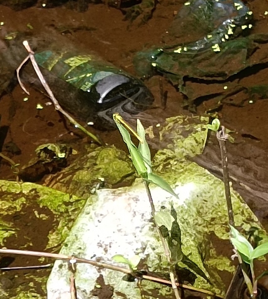 Coromandel Marsh Dart
