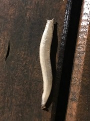 Meghimatium pictum