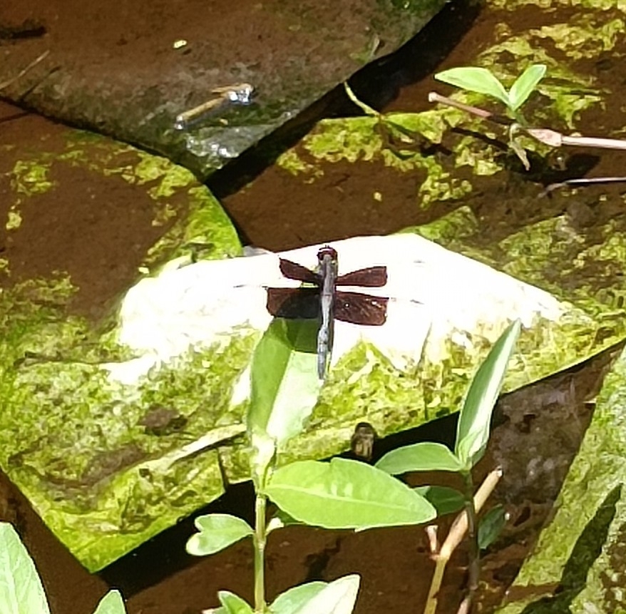 Pied Paddy Skimmer