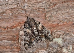 Catocala lacrymosa