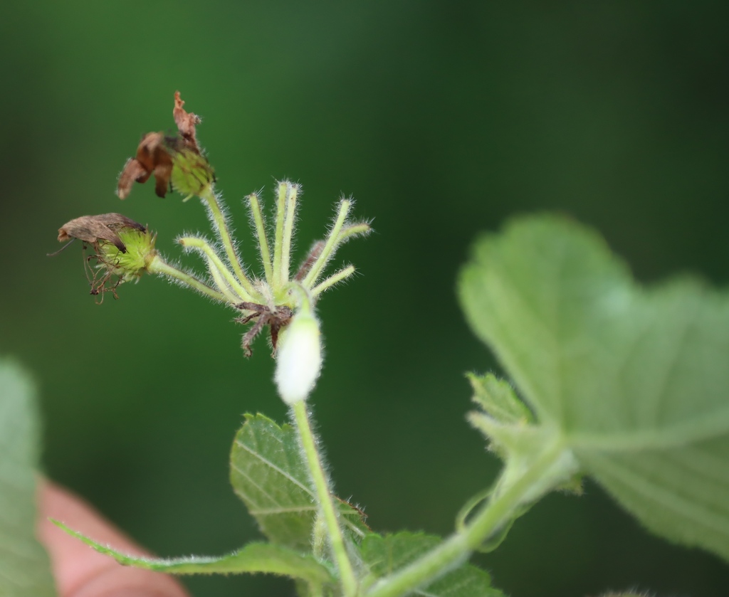Sparrmannia ricinocarpa; photograph (c) Tony Rebelo, some rights reserved (CC BY-SA)