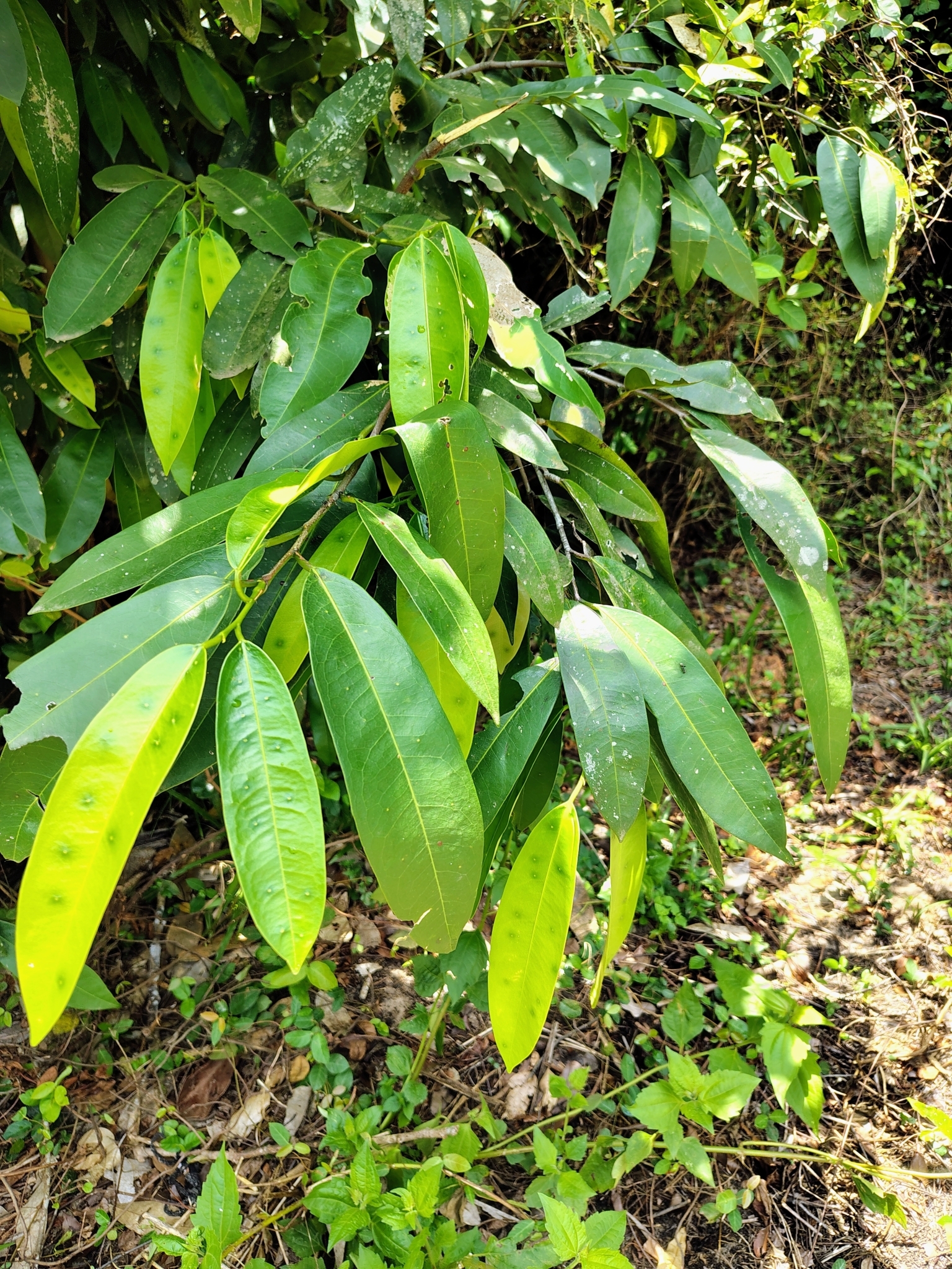 Niepa Bark Tree (Quassia indica)