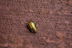 Pelidnota testaceovirens