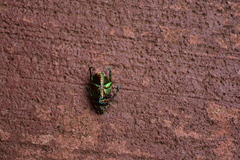 Pelidnota testaceovirens