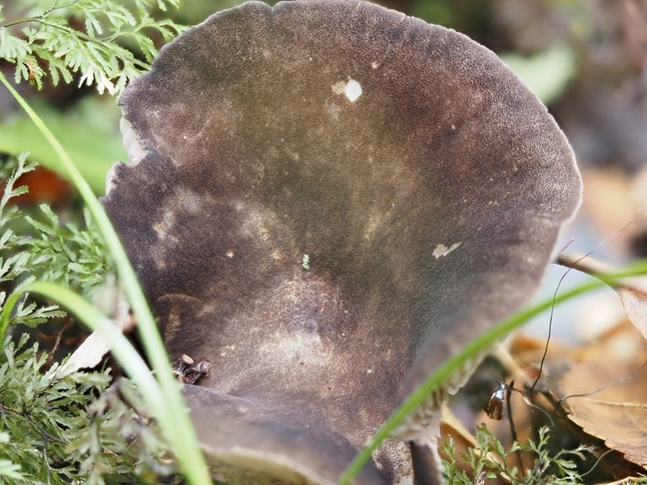 Lactifluus sepiaceus · May 2025 · photo: © petaimmaca68 (iNaturalist, cc0)