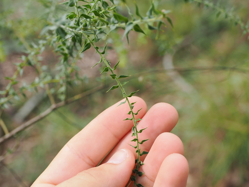 Image of Daviesia villifera by (c) Lucas Christofides, some rights reserved (CC BY)