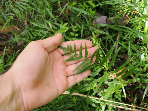 Image of Lindsaea ensifolia by (c) Lucas Christofides, some rights reserved (CC BY)
