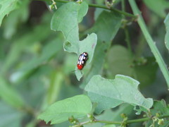 Disonycha scriptipennis