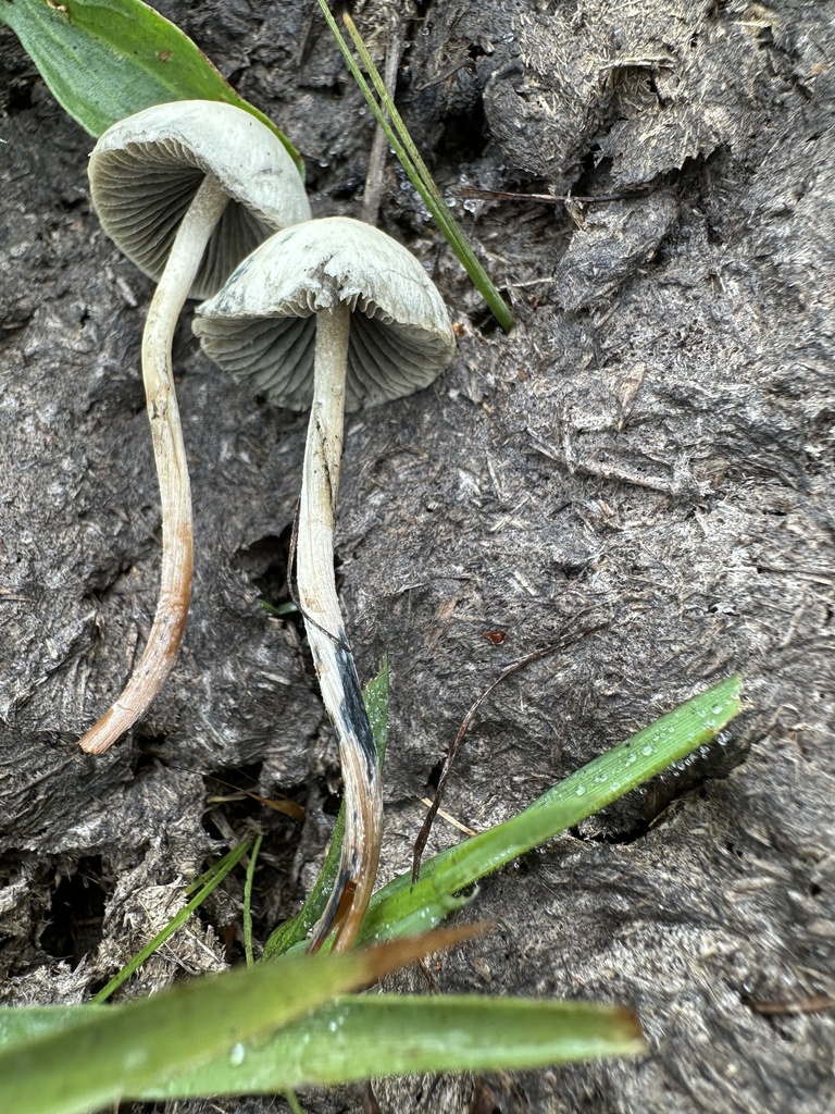Panaeolus cyanescens · May 2025 · photo: © prossington (iNaturalist, cc-by)