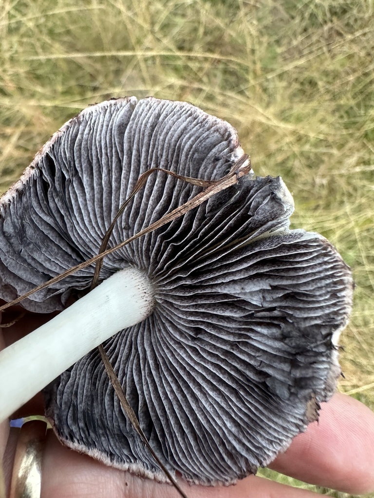 Stropharia rugosoannulata · May 2025 · photo: © prossington (iNaturalist, cc-by)