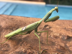 Stagmatoptera hyaloptera