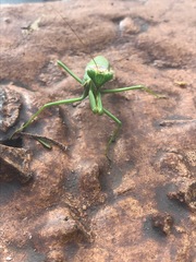 Stagmatoptera hyaloptera