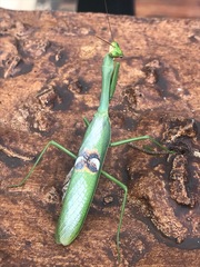 Stagmatoptera hyaloptera