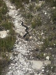 Hemachatus haemachatus