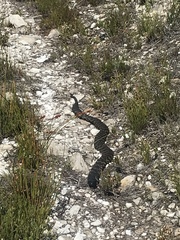 Hemachatus haemachatus