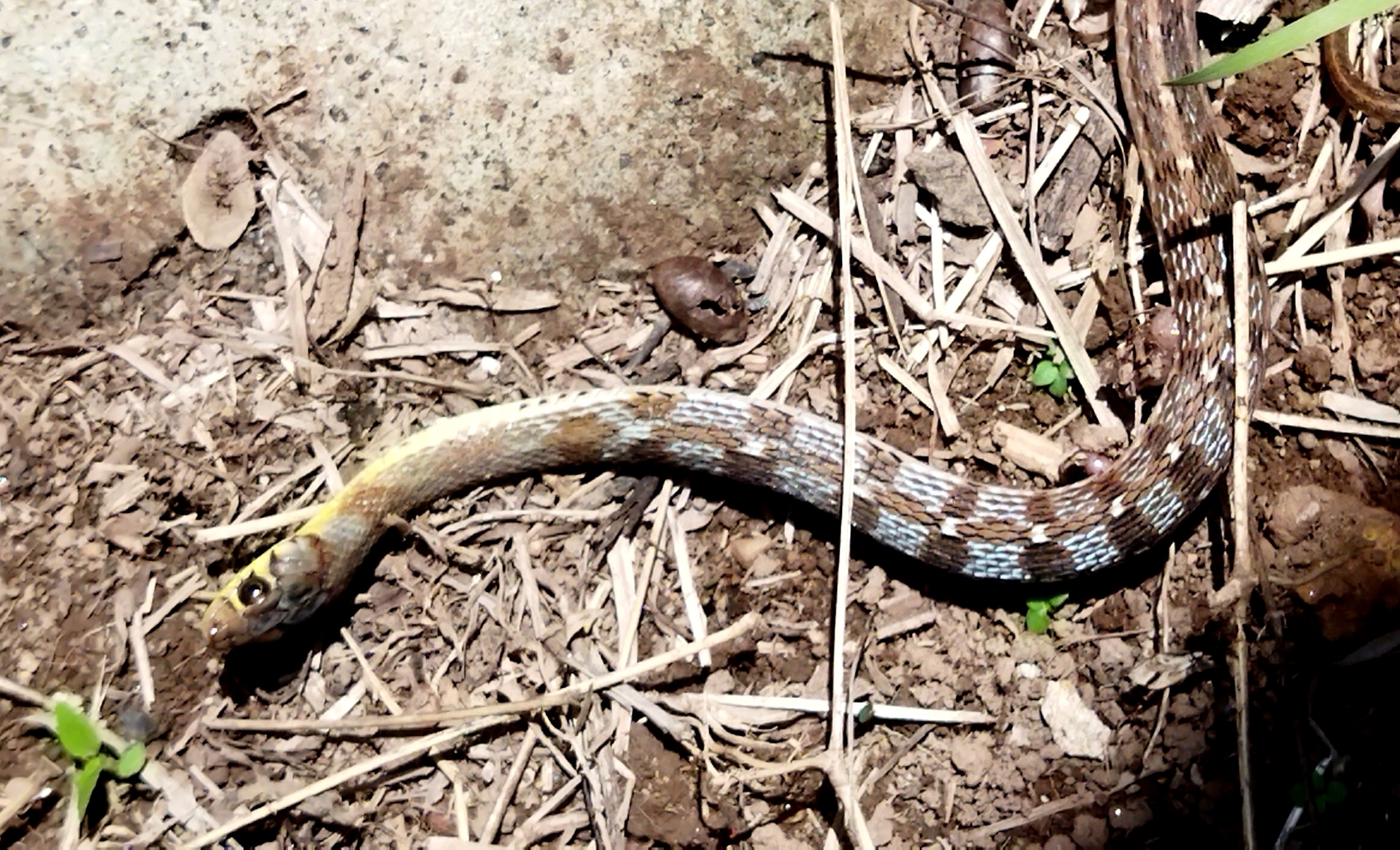 Buff Striped Keelback