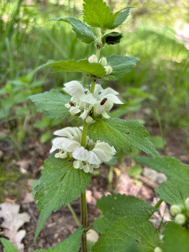 Baltažiedė notrelė