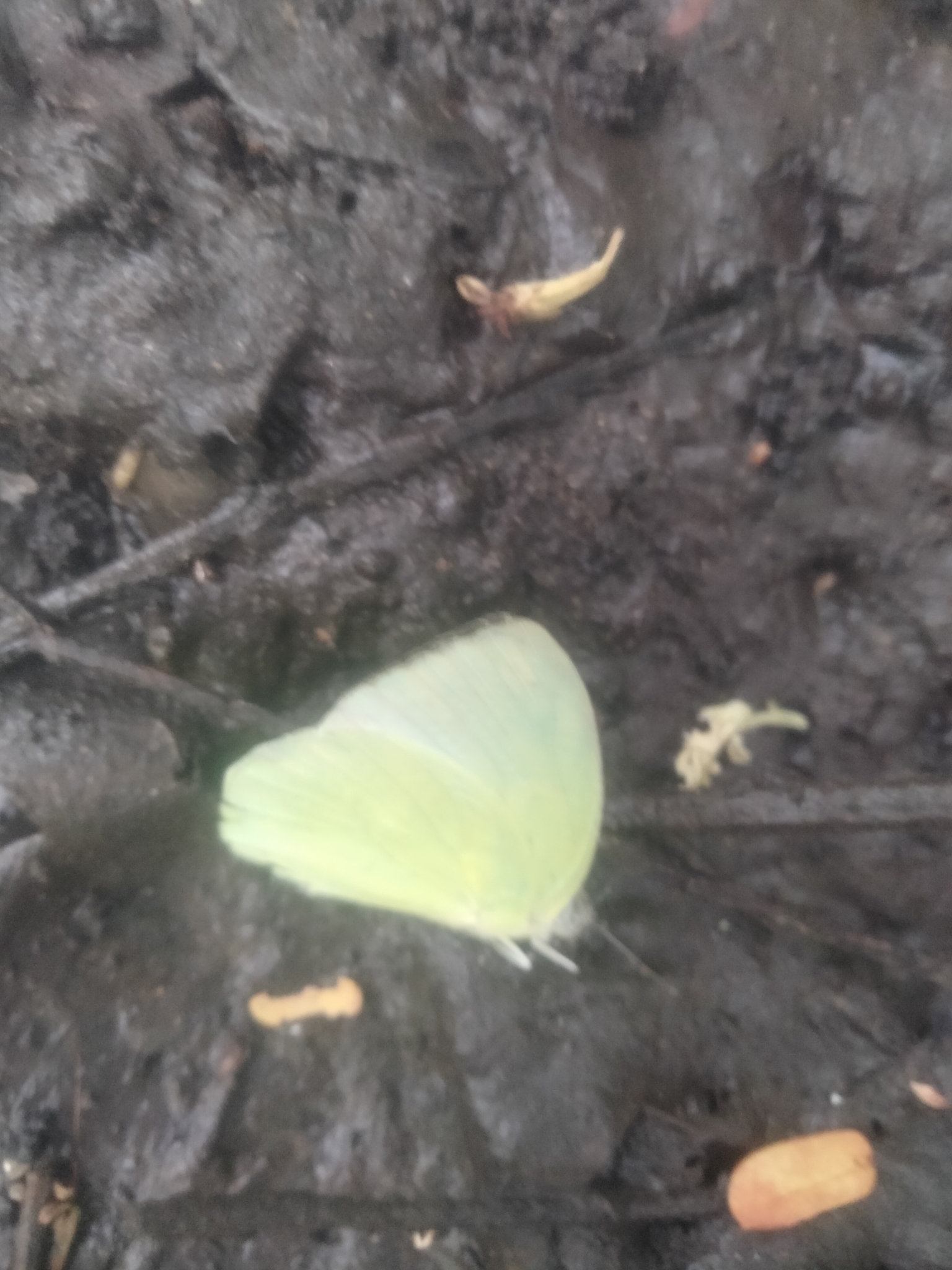 Lemon Emigrant