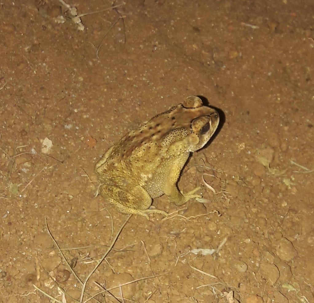 Indian Common True Toad