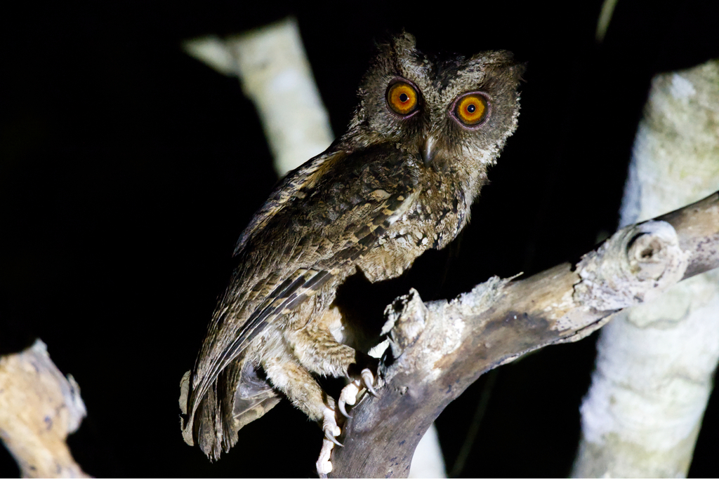 Philippine Scops-Owl