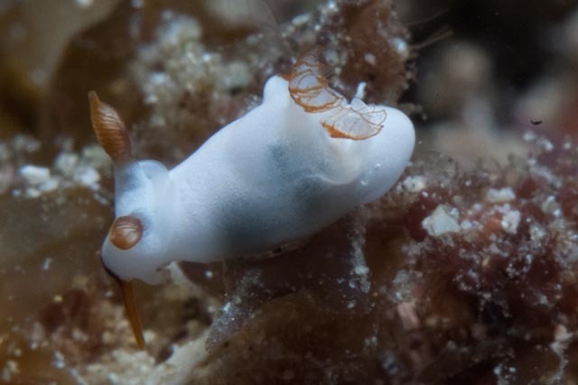 Trapania gibbera