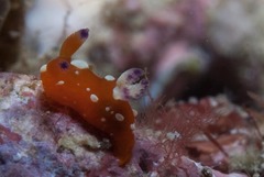 ニシキリュウグウウミウシ
