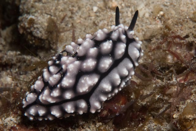 Krempf's Phyllidiopsis