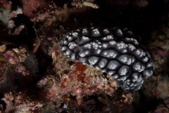 ツブツブコイボウミウシ