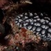 ツブツブコイボウミウシ